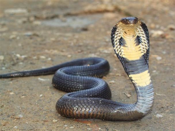 King Cobra Rescued Released Into Jungle জনবসতির কাছে উদ্ধার ১১ ফুট লম্বা শঙ্খচূড়
