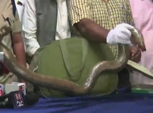 স্যান্ড বোয়া প্রজাতির সাপ দীর্ঘদিন ধরেই ভারত থেকে বিদেশে পাচার হচ্ছে। বিশেষ করে মার্কিন যুক্তরাষ্ট্রে এই সাপের চাহিদা বেশি