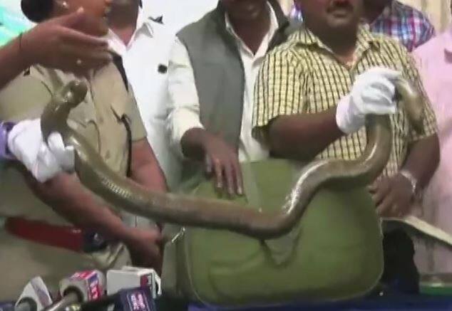 নোট বাতিলের পর অবশ্য দেশেই এই সাপের চাহিদা বেড়ে গিয়েছে