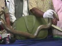 কালো টাকার বিরুদ্ধে অভিযানে উদ্ধার কালসর্প!