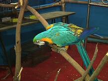 শহরে লাল-নীল-সবুজের পাখি-মেলা