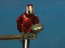 শহরে লাল-নীল-সবুজের পাখি-মেলা