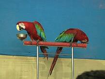 শহরে লাল-নীল-সবুজের পাখি-মেলা