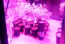 ফ্ল্যাটজুড়ে গাঁজার চাষ! হায়দরাবাদে গ্রেফতার গ্রেফতার মাদককারবারী