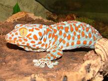 আন্তর্জাতিক বাজারে দেড় কোটি টাকা দামের বিরল প্রজাতির টিকটিকি বাজেয়াপ্ত