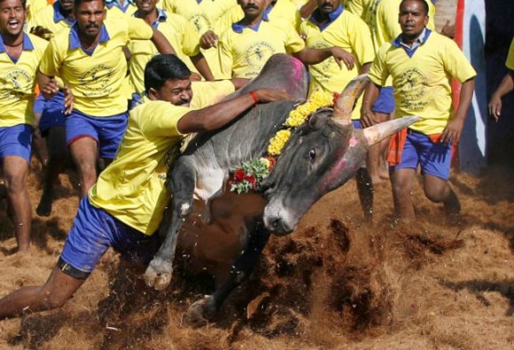 জাল্লিকাট্টু নিয়ে অর্ডিন্যান্সে ছাড়পত্র কেন্দ্রের, তামিলনাড়ুতে অব্যাহত বনধ