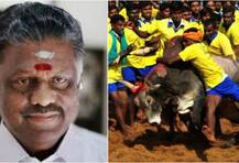 অর্ডিন্যান্সে সায় রাজ্যপালের, কাল সকালে জাল্লিকাট্টুর সূচনা করবেন তামিলনাড়ুর মুখ্যমন্ত্রী