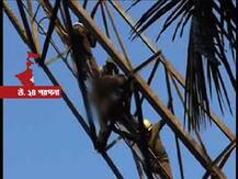 আড়াই ঘণ্টা শূন্যে ঝুলে মর্মান্তিক মৃত্যু