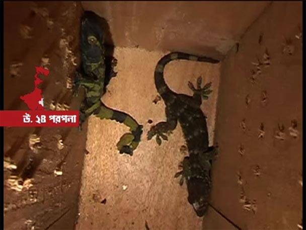 Takshak Recovered At Swarupnagar উদ্ধার দুটি বিরল প্রজাতির তক্ষক, গ্রেফতার ৩