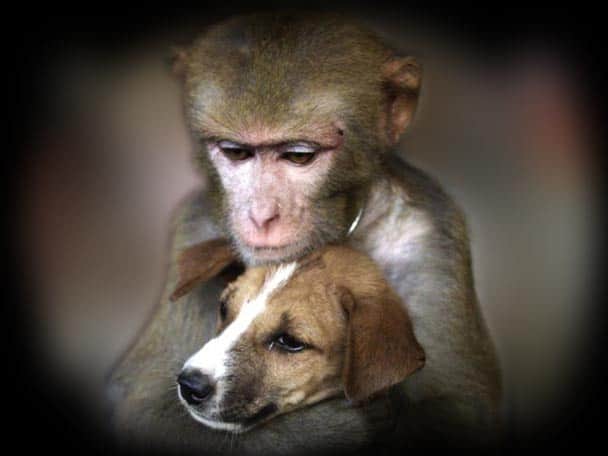 This Orphan Puppy Was Sad Till A Monkey Adopted It যখন এক বানর দত্তক নিল অনাথ কুকুরছানাকে