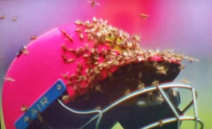 দেখুন, মৌমাছির আক্রমণে বন্ধ দক্ষিণ আফ্রিকা-শ্রীলঙ্কা ম্যাচ