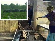 হাতির তাণ্ডবে তটস্থ আসানসোল-দুর্গাপুর শিল্পাঞ্চল, নিহত ২, আহত ৭