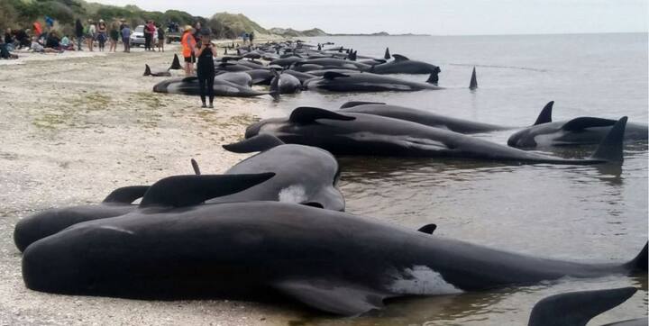 ঝাঁকে ঝাঁকে তিমি উঠে আসার খবর শুনে এলাকায় ভিড় জমে যায়