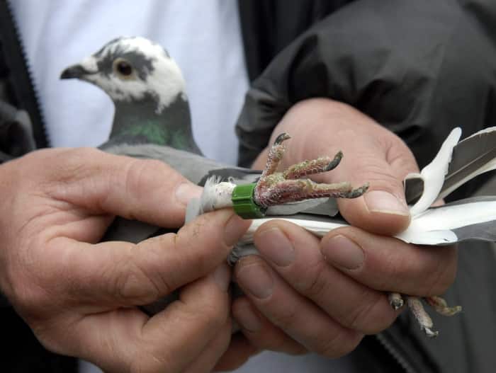পুলিশ হেফাজত থেকে পালিয়ে সোজা সীমান্তের ওপারে ধাঁ ‘পাকিস্তানি চর’ পায়রা Captured Pakistani Spy Pigeon Escapes Police Custody Returns To Pak পুলিশ হেফাজত থেকে পালিয়ে সোজা সীমান্তের ওপারে ধাঁ ‘পাকিস্তানি চর’ পায়রা
