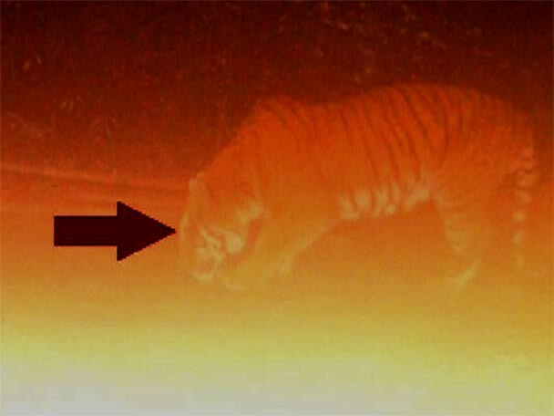 Picture Captured In Camera Trap Another Royal Bengal Tiger Sighted At Neora Valley নেওড়াভ্যালিতে ফের ক্যামেরা-বন্দি রয়্যাল বেঙ্গল টাইগার