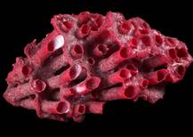 দিল্লি বিমানবন্দরে ১১৪ কেজি প্রবাল সহ গ্রেফতার আফগান