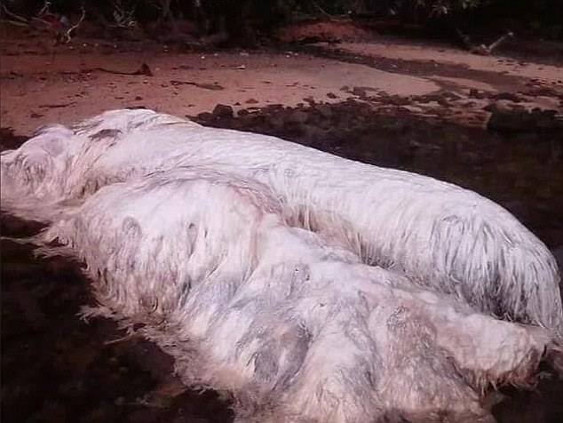 সমগ্র দেহ সাদা লম্বা চুলে ঢাকা এই অতিকায় প্রাণীটি উঠে আসে ফিলিপিন্সের দিনাগাটের ক্যাগডাইনাও উপকূলে। ওই প্রাণীটিকে দেখতে ভিড় জমিয়েছেন অসংখ্য মানুষ। ওই প্রাণীটি তীব্র কৌতুলহলের সঞ্চার করেছে।
