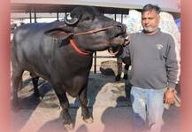 হরিয়ানার এই মোষের দাম উঠেছে ৯.২৫ কোটি, বছরে আয় ৫০ লক্ষ, কিন্তু কেন জানেন?