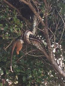 এ কোন জন্তুকে জ্যান্ত গিলে খেল অজগর!