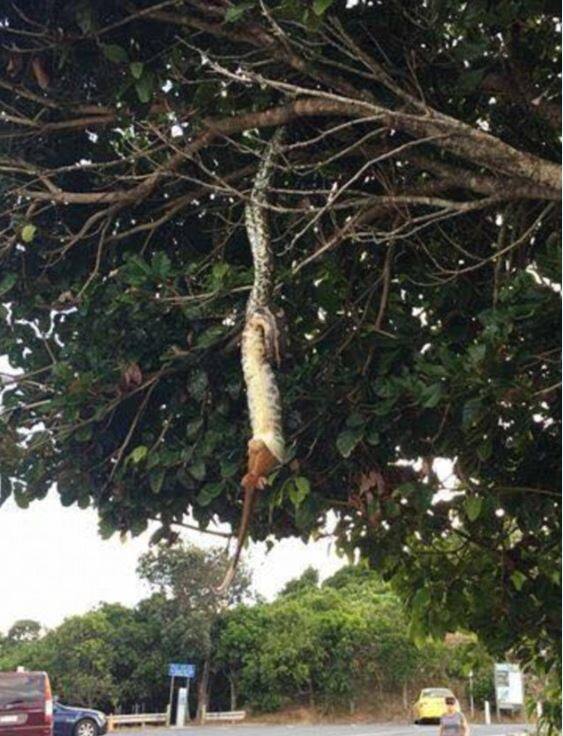 জানা গিয়েছে, অজগর যে জন্তুটির শিকার করে, সেটি হল অপোসাম বা পোসাম। এটি আমেরিকার একজাতীয় বৃক্ষবাসী স্তন্যপায়ী প্রাণী।