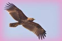 মায়ের হাত থেকে মেয়ের বিয়ের টাকা ছোঁ মারল ঈগল, সাহায্য এল আমেরিকা থেকে