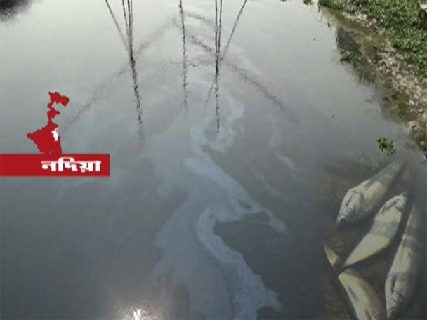 Pollution In Churni River চুর্ণী নদীতে দূষণ, দুর্গন্ধে ভরা নিকষ কালো জলে ভেসে উঠল মরা মাছ