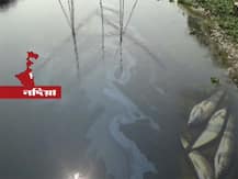 চুর্ণী নদীতে দূষণ, দুর্গন্ধে ভরা নিকষ কালো জলে ভেসে উঠল মরা মাছ