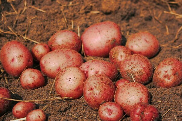 Potatoes Can Be Grown On Mars Study মঙ্গলেও ফলতে পারে আলু! দাবি গবেষণায়