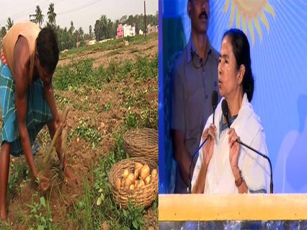 Bengal To Buy Potato Directly From Farmers Provide Subsidy ব্যাপক ফলন, উঠছে না দাম, সঙ্কটে আলু-চাষিরা, সরাসরি কিনবে রাজ্য, ঘোষণা মুখ্যমন্ত্রীর