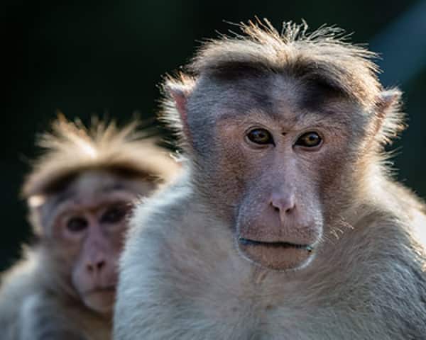 As tenders to catch monkeys fails, HC asks AAP govt to come with alternative plan বাঁদর ধরার টেন্ডার ডেকে সুবিধে হল না বিশেষ, কেজরি সরকারকে অন্য পরিকল্পনা করতে বলল দিল্লি হাইকোর্ট