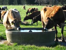 আধারের মত নম্বর পেতে চলেছে ৪ কোটি গরু, প্রথম পর্যায়ে খরচ হবে ৫০ কোটি টাকা