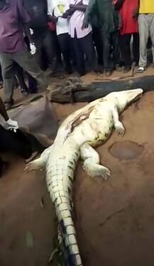 কুমীরের পেট কেটে উদ্ধার ৮ বছরের শিশুর দেহ!