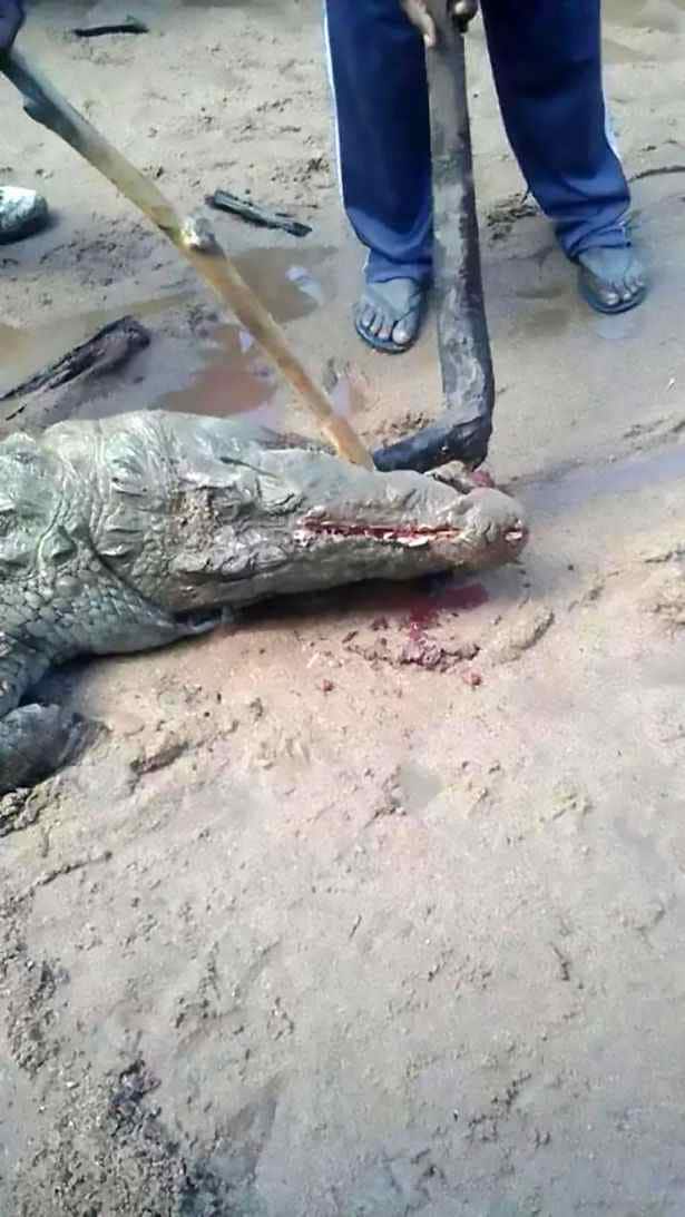 জিম্বাবোয়ের একটি গ্রামে এই ঘটনা ঘটেছে। গ্রামেরই বালককে খেয়ে ফেলেছে সন্দেহে ওই কুমীরকে গুলি করে মেরে ফেলেন গ্রামবাসীরা। 