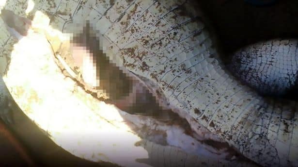 এরপর যখন কুমীরটির পেট কাটা হয়, তখন বালকটির দেহাংশ পাওয়া যায়।