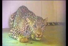 চিতাবাঘের আক্রমণে নিহত ১, বদলা নিতে আগুনে পুড়িয়ে খুন