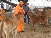 এবার যোগী আদিত্যনাথের পোষা গরুরাও যাবে মুখ্যমন্ত্রীর আবাসনে
