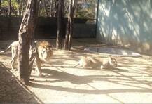 অবৈধ কসাইখানায় নিষেধাজ্ঞার জেরে গোমাংসের যোগানে টান উত্তরপ্রদেশের দুই চিড়িয়াখানায়