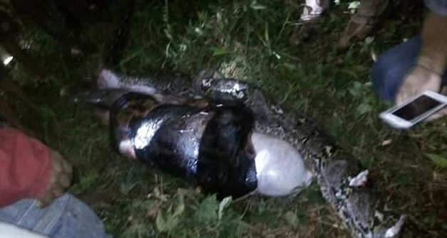 এরপরই গ্রামবাসীরা অজগরটির পেট চিরে আকবরের মৃত দেহ উদ্ধার করেন। এই প্রজাতির অজগররা প্রথমে গলায় ফাঁস দিয়ে শ্বাসবন্ধ করে শিকারকে হত্যা করে এবং পরে গিলে ফেলে। 