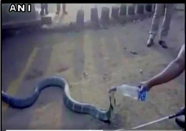 Watch How King Cobra Drink Water From Bottle খরা কবলিত কর্ণাটকের কাইগায়ে বোতল থেকে জল খাওয়ানো হল শঙ্খচূড়কে দেখুন ভিডিওতে