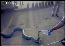 খরা কবলিত কর্ণাটকের কাইগায়ে বোতল থেকে জল খাওয়ানো হল শঙ্খচূড়কে দেখুন ভিডিওতে
