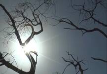 মহারাষ্ট্রে সানস্ট্রোকে মৃত ২, তাপপ্রবাহ রাজস্থান, মধ্যপ্রদেশ, ওডিশা, গুজরাত, হরিয়ানায়