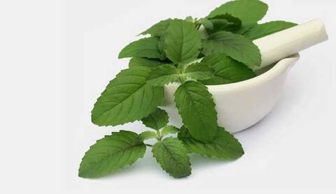 নানা রোগ সারাতে সাহায্য করে, স্বাস্থ্যের পক্ষে বিশেষ উপকারী তুলসি