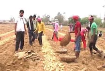 উত্তরপ্রদেশে কৃষি ঋণ মকুবে মিশ্র প্রতিক্রিয়া কৃষকদের