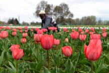 প্রকৃতির রঙে রঙিন কাশ্মীর, ভূস্বর্গে টিউলিপের মেলা, দেখুন ছবিতে