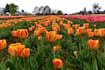 Delhi To Get 4.6 Lakh Tulip Bulbs Worth Rs 1.37 Crore From Netherlands This Winter
