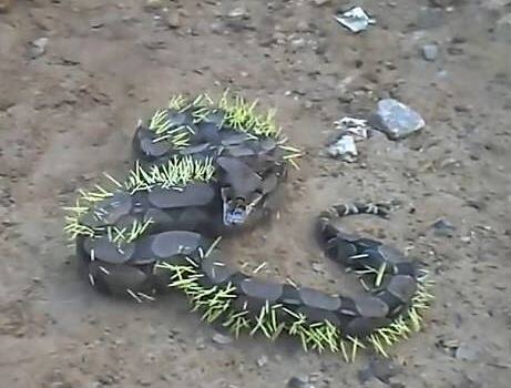 সজারুর গায়ে থাকে কাঁটা। আক্রান্ত হলে আত্মরক্ষার জন্য এই কাঁটার ব্যবহার করে সজারু।