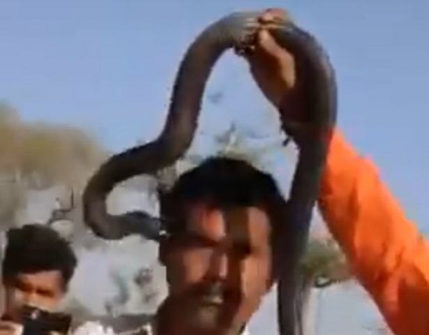 Watch Jodhpur Devotee Loses Life After A Cobra Bites Him During A Religious Ceremony ভিডিও ভাইরাল: গলায় জড়িয়ে ভিডিও তোলার চেষ্টার মর্মান্তিক পরিণতি, কেউটের ছোবলে মৃত্যু