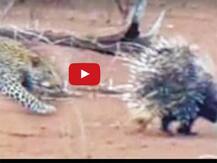 দেখুন ভিডিও: সজারু শিকার করতে গিয়ে কীভাবে নাকাল হল চিতাবাঘ!