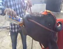  প্রতিদিনি এই মোষ পান করে বিভিন্ন ব্র্যান্ডের হুইস্কি, দাম উঠেছে ২১ কোটি!