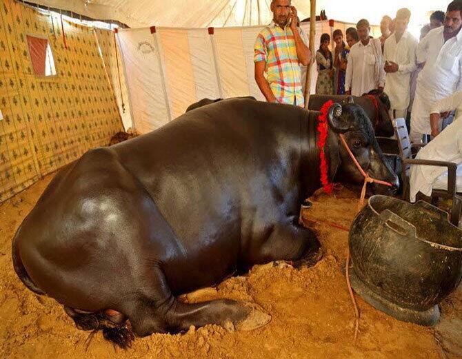 জানেন সারা সপ্তাহ কী কী ব্র্যান্ডের হুইস্কি পান করে এই মোষ